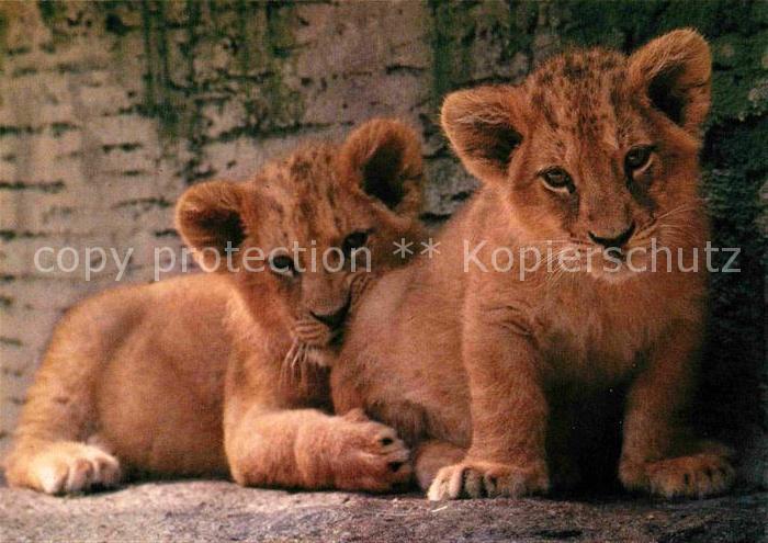 Loewe Zoo Zuerich Junge Loewen