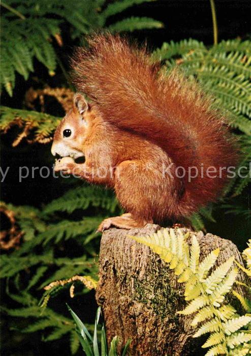 Eichhoernchen Ecureuil Squirrel