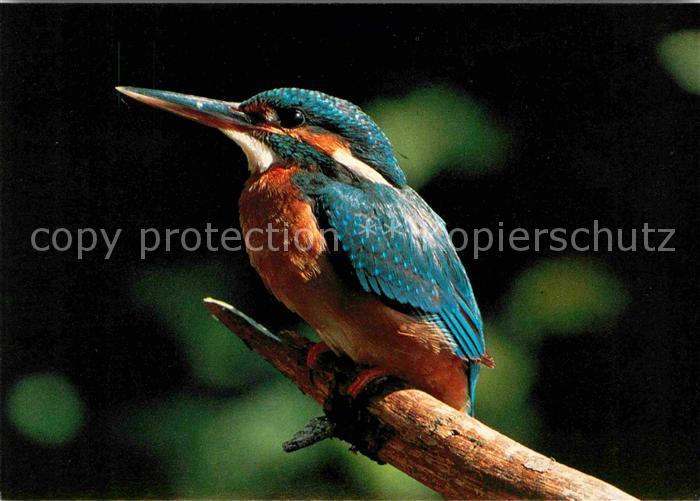 Voegel Birds Oiseaux Uccelli Pajaros-- Eisvogel Naturschutz Basel