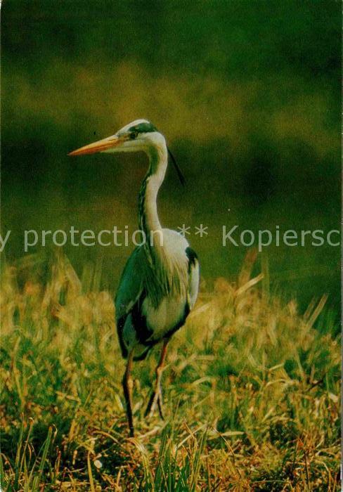 Voegel Birds Oiseaux Uccelli Pajaros-- Graureiher