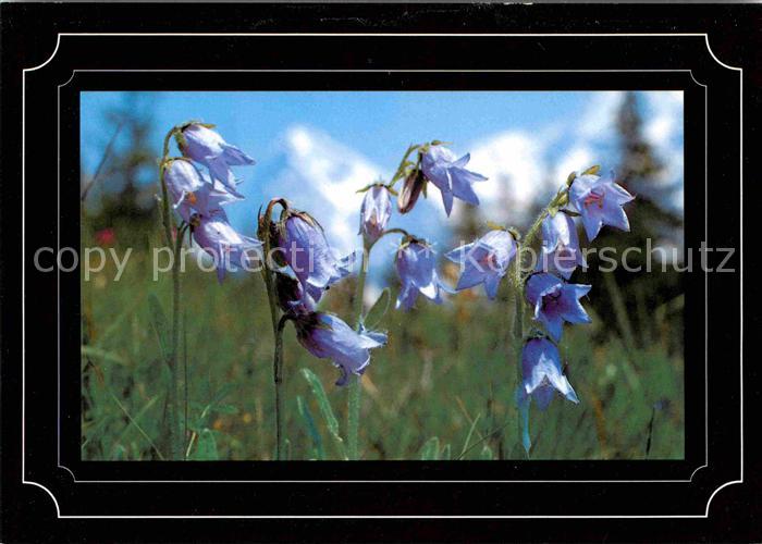 Blumen Campanula barbata Bärtige Glockenblume