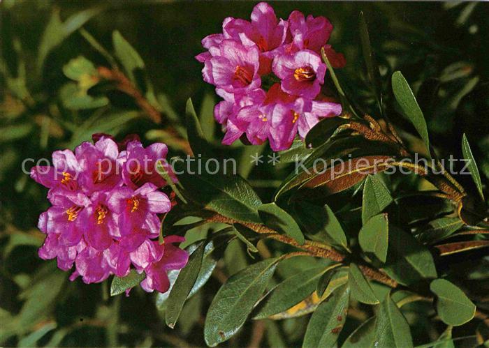 Blumen Rhododendron ferrugineum Rostrote Alpen