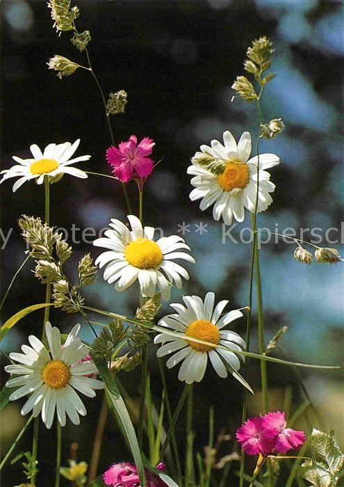 Blumen Feldblumen Fleurs de Champs