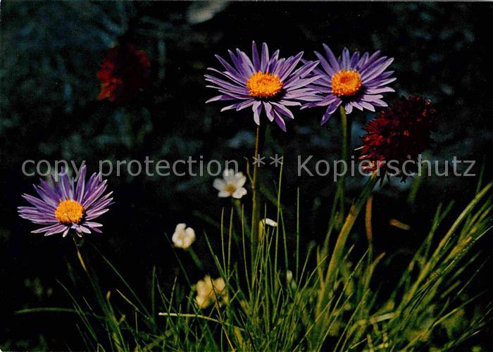 Blumen Alpenaster Männertreu