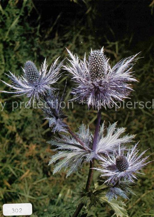 Blumen Alpen-Mannstreu Eryngium alpinum