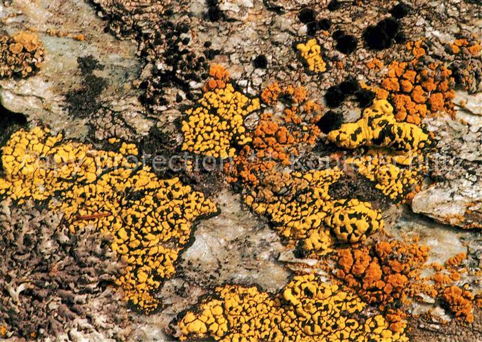 Pflanzen Flechten auf Silikatgestein Rhizocarpon