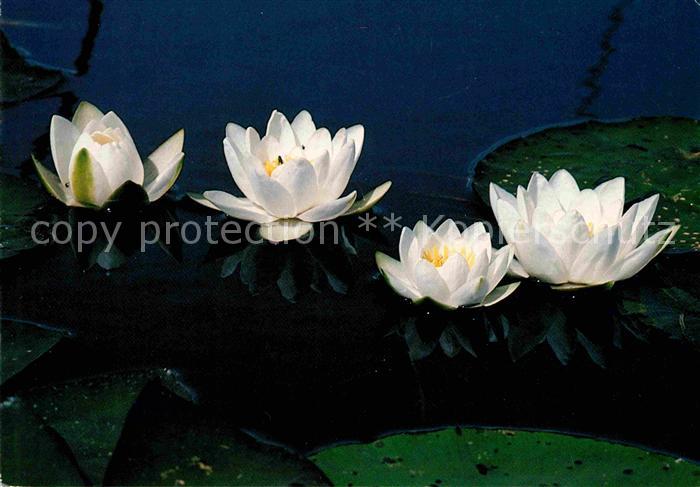 Blumen Seerosen