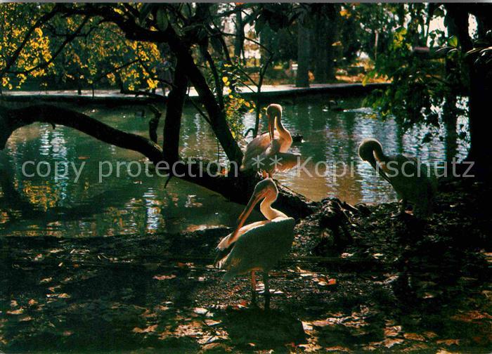 Voegel Birds Oiseaux Uccelli Pajaros-- Gagra Park Russland