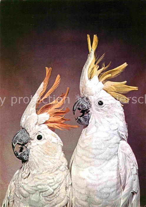 Voegel Birds Oiseaux Uccelli Pajaros-- Gelbhauben-Kakadu Orangehauben Kakadu Tie