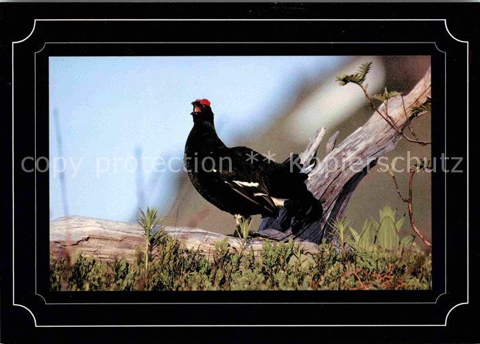Gefluegel Birkhahn Black Grouse Tetras lyre
