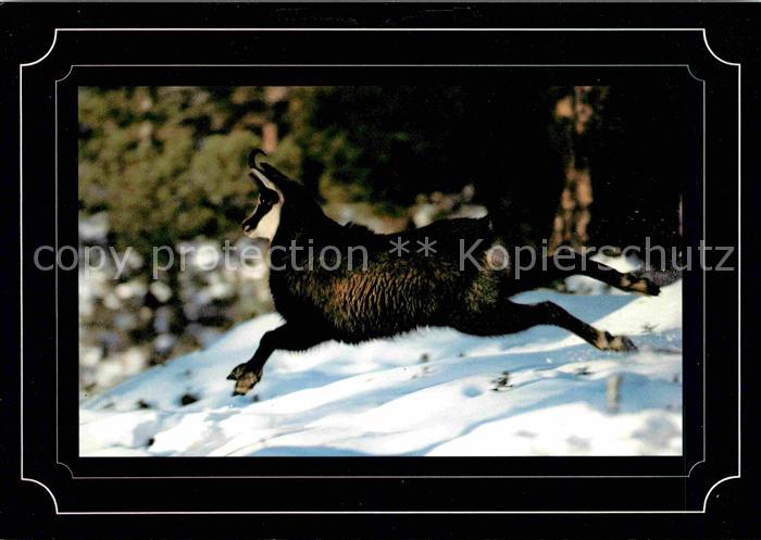 Gemse Chamois Rupicapra