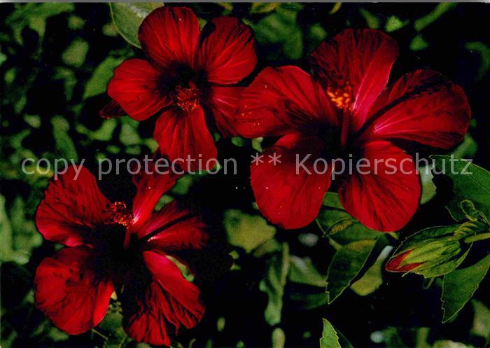 Blumen Rhodos Hibiskus