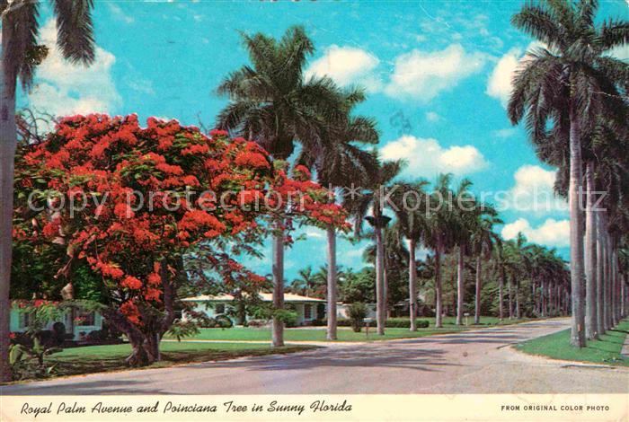 Miami Florida Royal Palm Avenue and Poinciana Tree