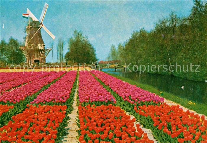 Lisse Keukenhof Windmuehle