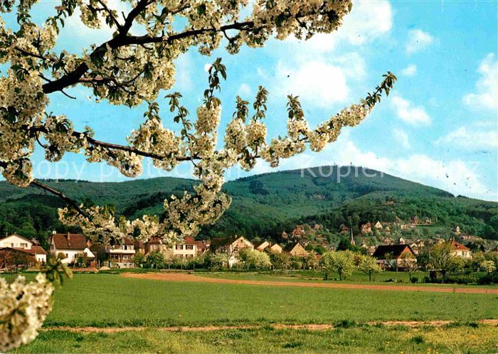 Hemsbach Bergstrasse Baumbluete Panorama