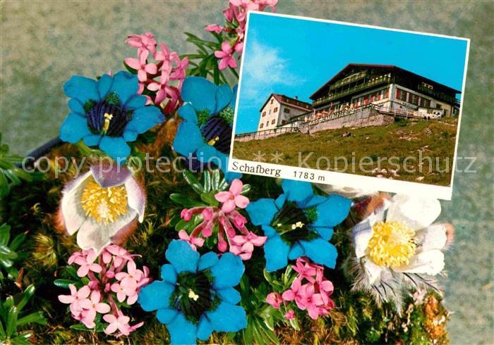 St Wolfgang Wolfgangsee Berghotel Restaurant auf dem Schafberg Alpenblumen