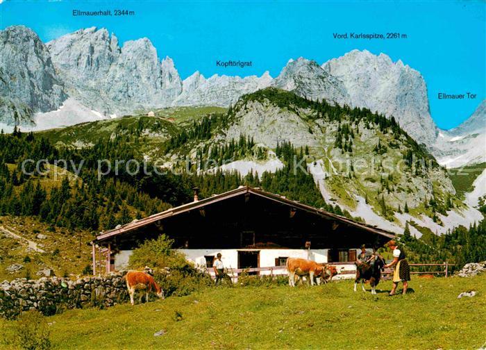 Ellmau Tirol Wochenbrunneralm Kaisergebirge Almvieh Kuehe