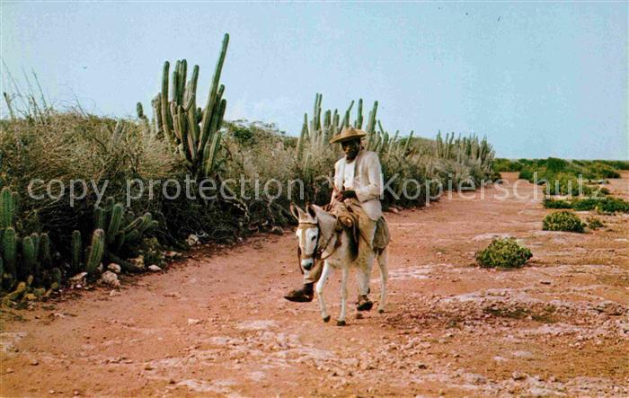 Esel Tiere Cactus-lined dirt-road Koonookoo Curacao