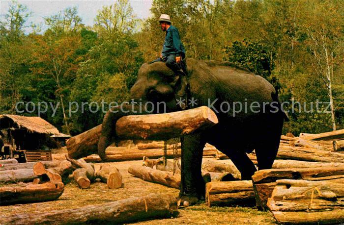 Elefant Elephants working in Forest Chiengmai North Thailand