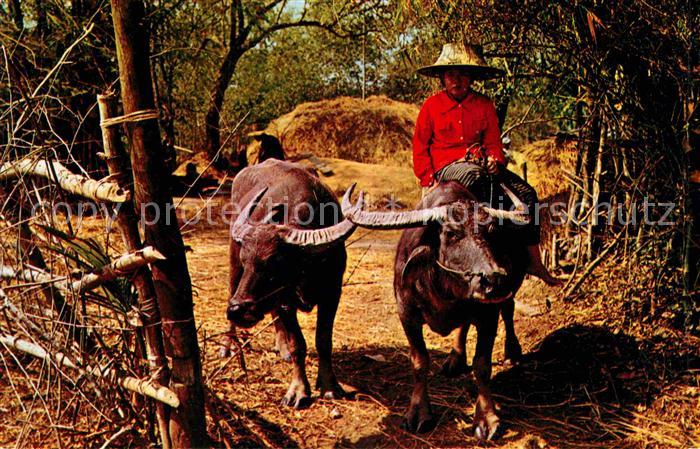 Bueffel Toung-Farmer-Girls riding Water-Buffalos Ayudhya North Thailand