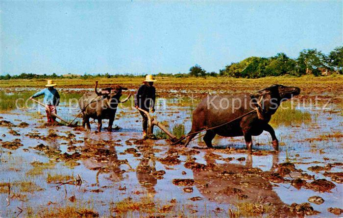 Landwirtschaft Rice Cultivation Thailand Ploughing wit