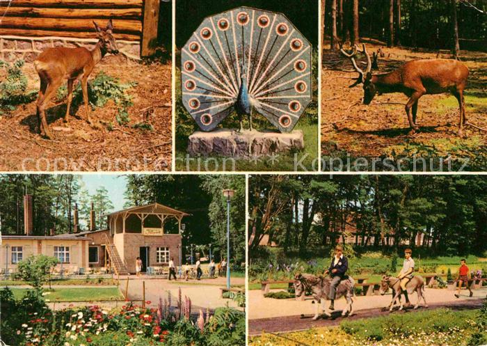 Tiere Tierpark Ueckermuende Pfau Hirsch Esel