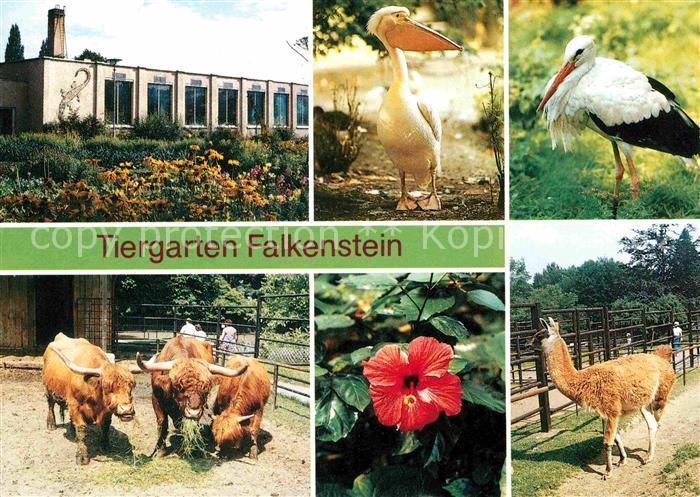 Tiere Tiergarten Falkenstein Tropenhaus Rosapelikan Guanako