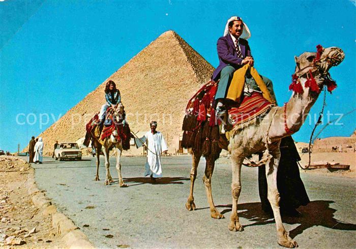 Kamel  Camel Chameau Giza Biggesr Pyramid