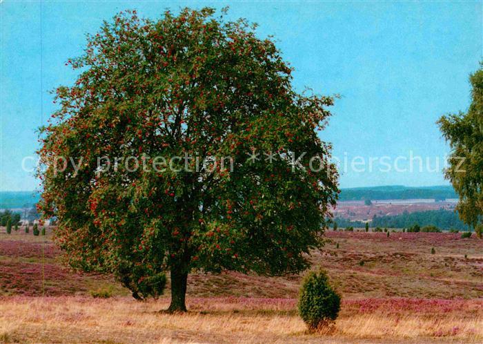 Baeume Trees Wacholder Ebersche Lüneburger Heide