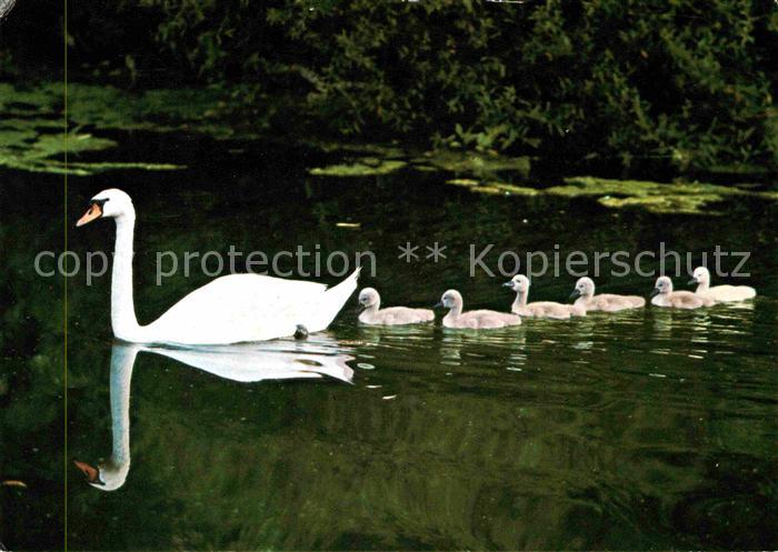 Schwan Kueken