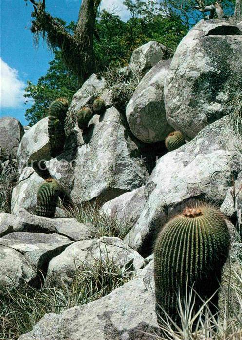 Kakteen Notocactus ampoliocostatus