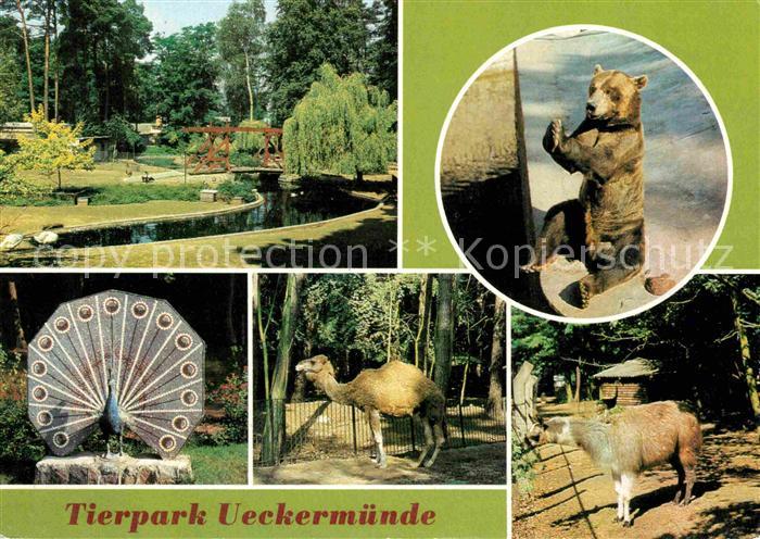Zoo Tierpark Ueckermuende Braunbaer Dromedar Lama