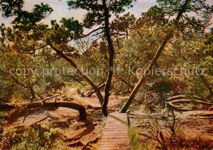 Georgenfeld Hochmoor