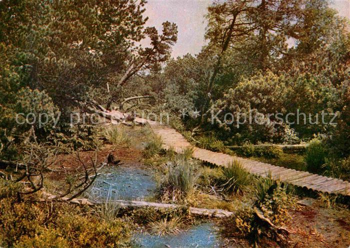 Georgenfeld Hochmoor