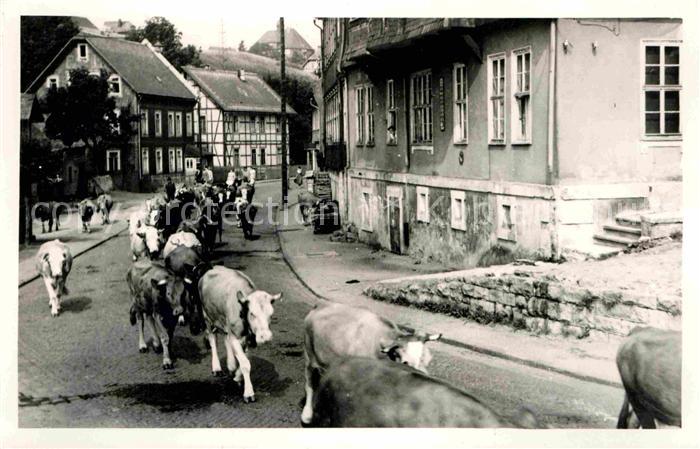 Schmiedefeld Rennsteig Viehtrieb Kuehe Kurort