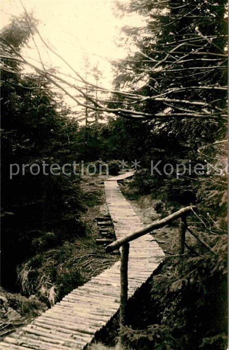 Georgenfeld Partie im Hochmoor