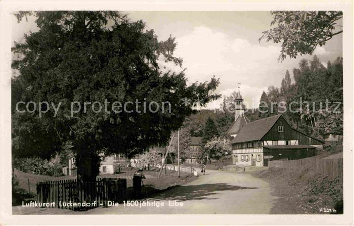 Lueckendorf 1500 jaehrige Eibe Luftkurort Zittauer Gebirge