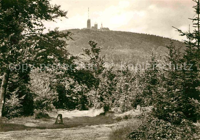 Grosser Inselsberg Waldpartie