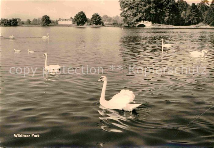 Woerlitz Woerlitzer Park See Schwaene