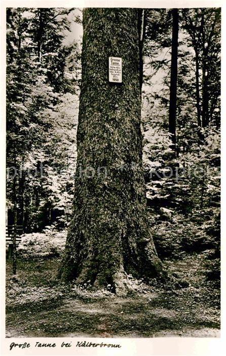 Kaelberbronn Grosse Tanne