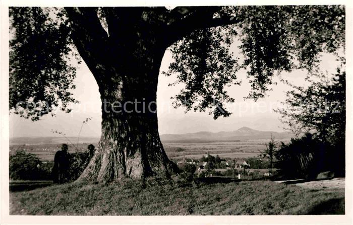 Bad Boll Silberpappel mit Hohenstaufen