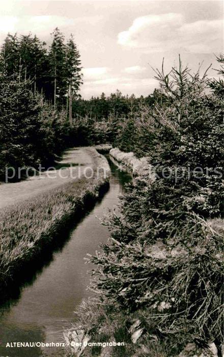 Altenau Harz Dammgraben Wald