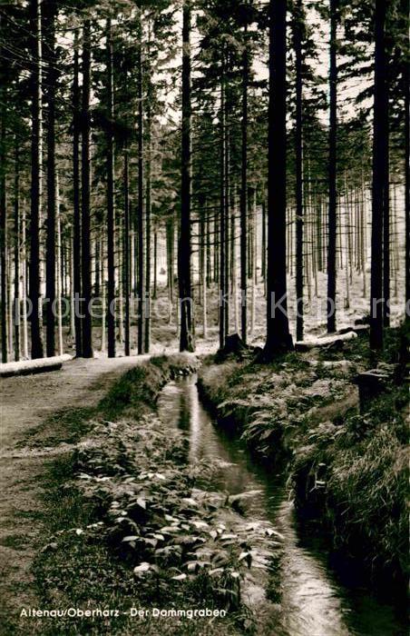 Altenau Harz Dammgraben Wald