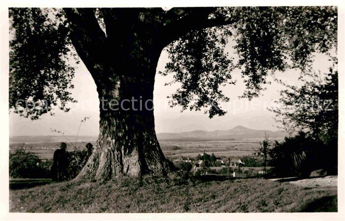 Bad Boll Silberpappel mit Hohenstaufen