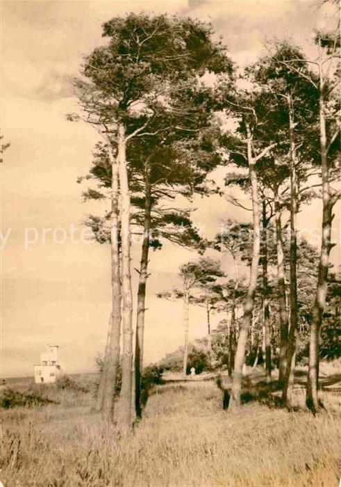 Kuehlungsborn Ostseebad Baumgruppe