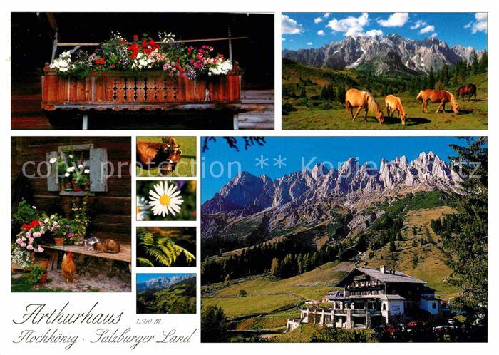 Muehlbach Hochkoenig Arthurhaus Details Pferdeherde