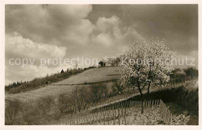 Bensheim Bergstrasse Mandelbluete auf dem Kirchberg