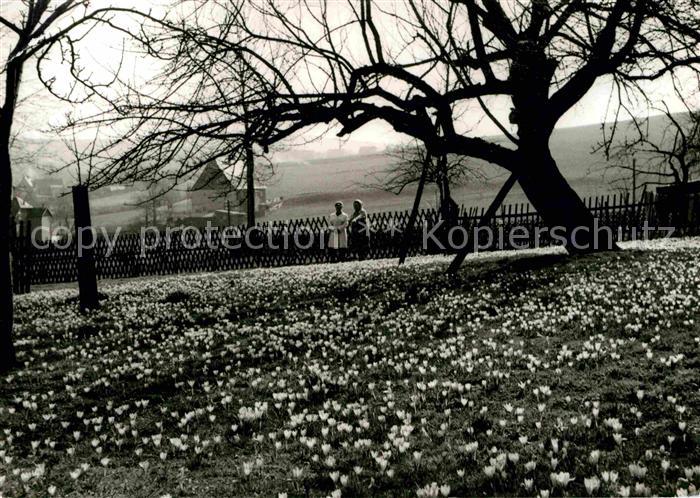 Drebach Krokusbluete