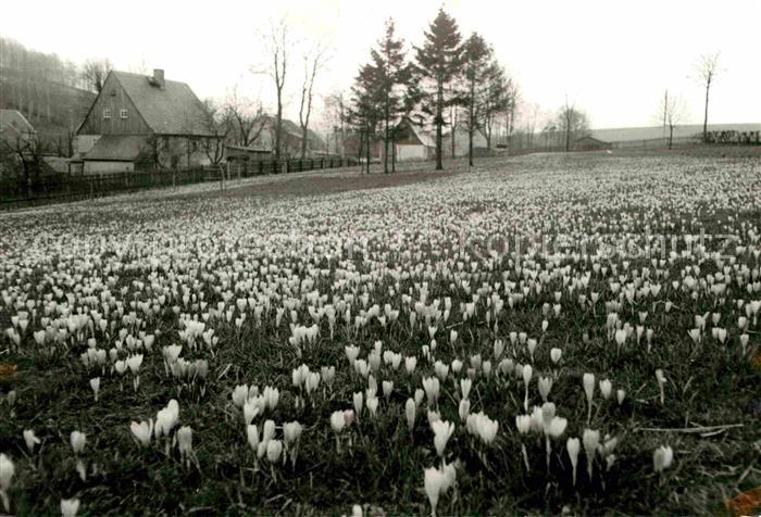 Drebach Krokusbluete