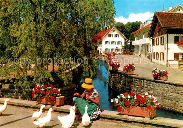 Bad Woerishofen Gaense Fuetterung